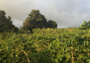 holualoa coffee farm picture of coffee