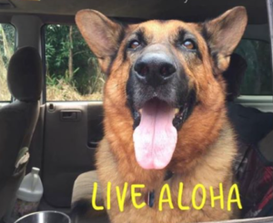 Hawaii Dog with tongue sticking out in a car window 