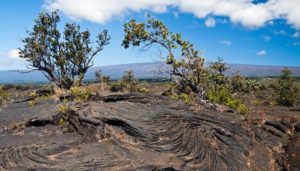 ohia trees growing out of old lava flow