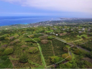 coffee farm aerial picture hawaii island