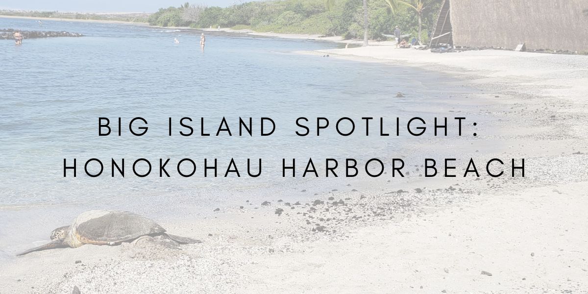 Big Island Spotlight: Honokohau Harbor Beach